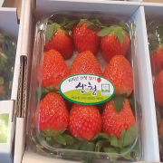 딸기