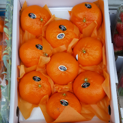 레드향